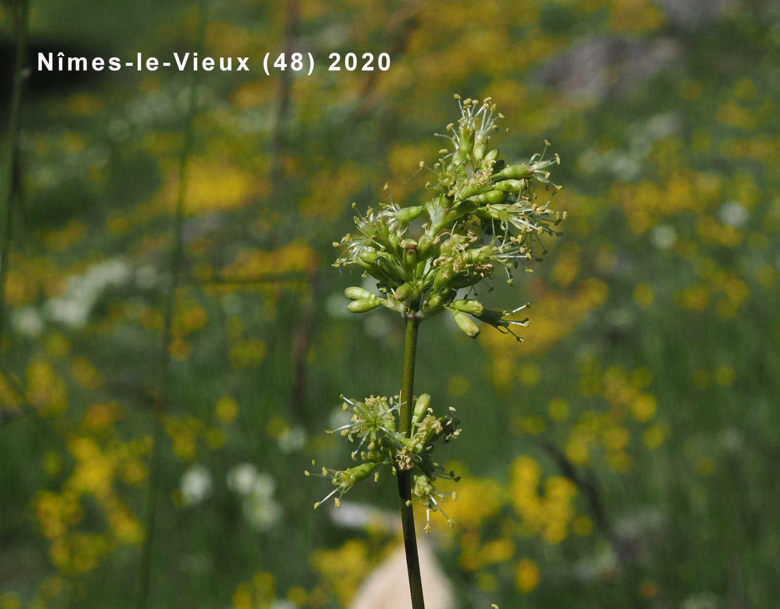 Catchfly, Spanish